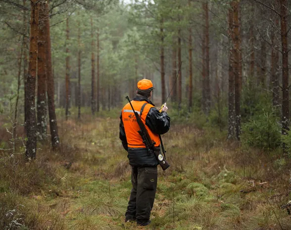 Hirvenmetsästys alkoi tänään Lapissa, Kuusamossa ja Taivalkoskella. Muualla maassa käynnistyi vahtimetsästys, jossa eläinten ajaminen ja koiran käyttö on kiellettyä.