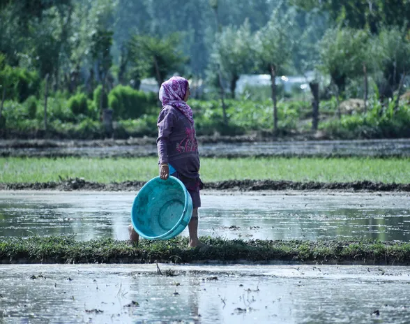Vuosittaiset monsuunisateet ovat vaurioittaneet tänä vuonna Intian riisiviljelmiä ja uhkaavat tulevia satoja. Kuva riisipellolta Kashmirin alueelta Intiasta.