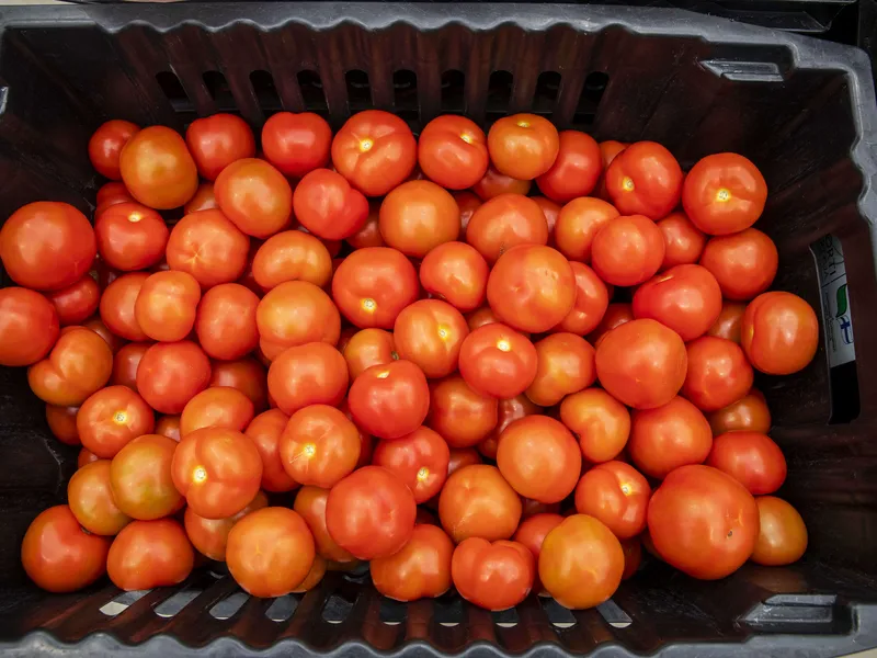 Muun muassa tomaatin kasvattaminen voi olla Pohjois-Euroopassa ensi talvena haastava tehtävä.