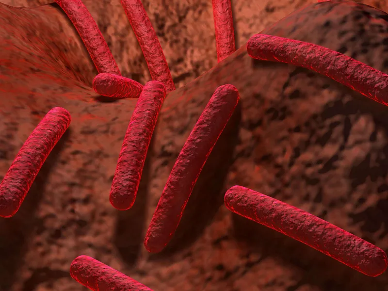 Monet bakteerit, kuten ”sairaalabakteeri” MRSA, ovat vastustuskykyisiä useille antibiooteille. Kuvituskuva.