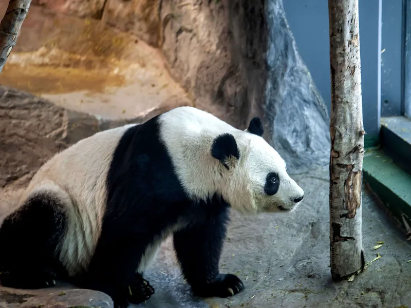 Ähtärin eläinpuistossa oleva Lumi on osa Kiinan harjoittamaa pandapolitiikkaa.
