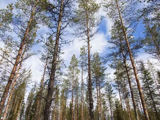Hallitusneuvotteluissa kaavaillaan mediatietojen mukaan 30 miljoonan euron metsäsäästöjä, jotka huolettavat metsäalan asiantuntijoiden yhdistystä.