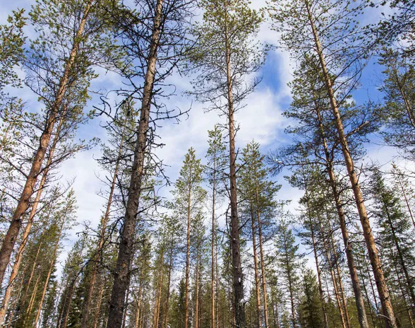 Hallitusneuvotteluissa kaavaillaan mediatietojen mukaan 30 miljoonan euron metsäsäästöjä, jotka huolettavat metsäalan asiantuntijoiden yhdistystä.