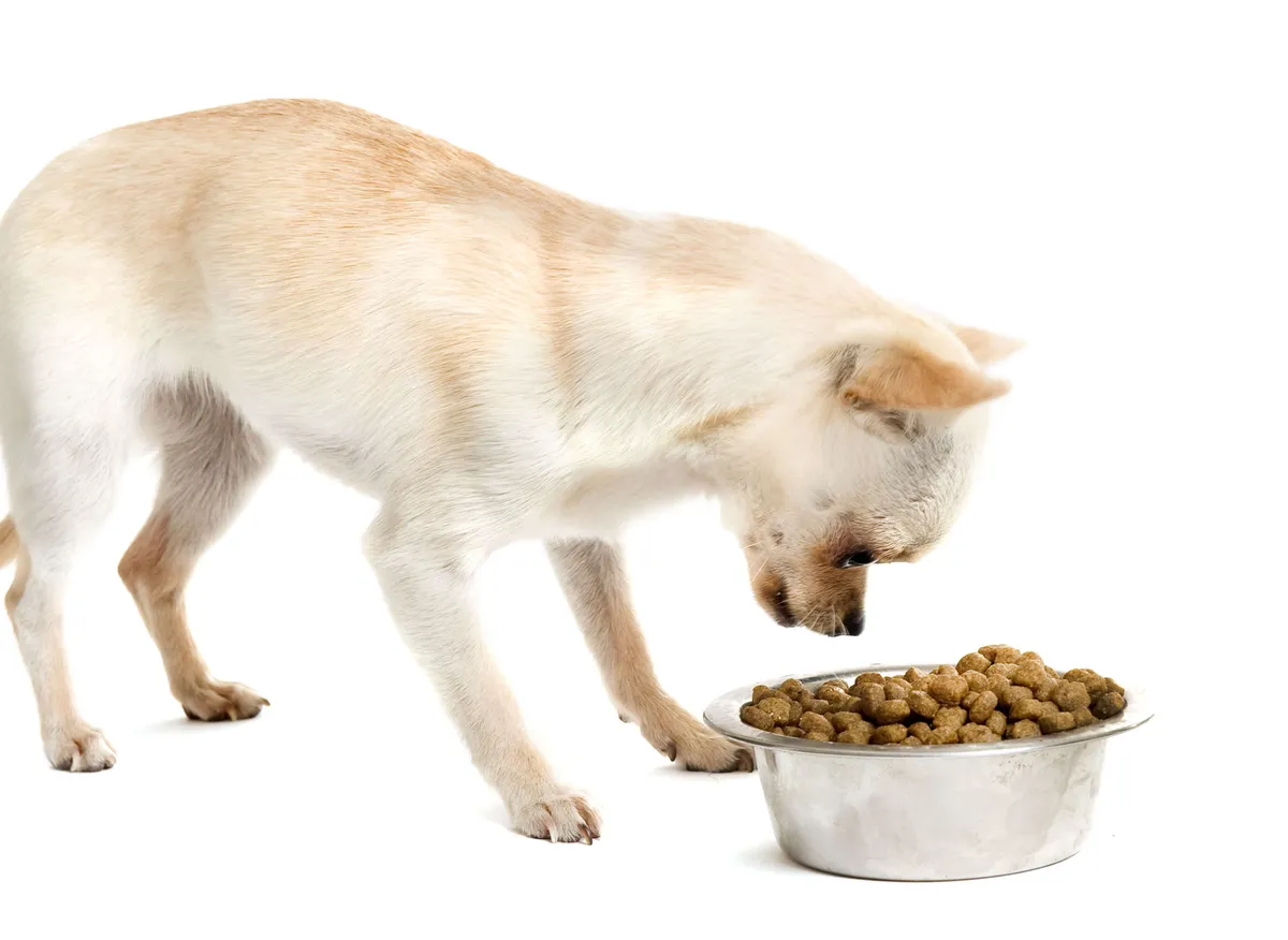 Uskomaton moka: koiranruoasta löytyi eutanasialääkettä - eikä tämä edes  ollut ruokajättien ensimmäinen kerta | Talouselämä