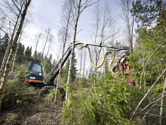 Tutkijoilta kova isku Suomen metsäpolitiikalle – metsien hiilineutraalius  kumottava, bioenergia vaarantaa ilmastotavoitteet | Kauppalehti