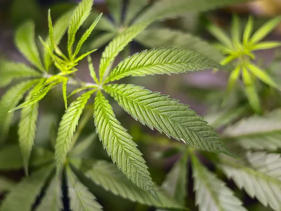 Uusi muutos voi mullistaa miljardimarkkinan – Sijoittajat haistavat mahdollisuuden