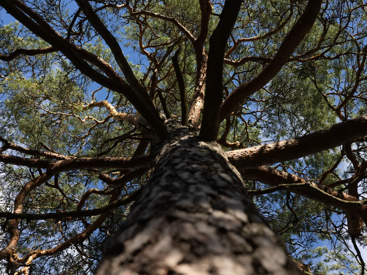 Forest carbon sink calculations to be repaired – all to get on the same line