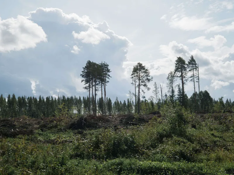 Vuonna 2021 metsien hiilinielu oli 59 prosenttia edellisvuotta pienempi. Taustalla vaikutti muun muassa runsas hakkuumäärä.