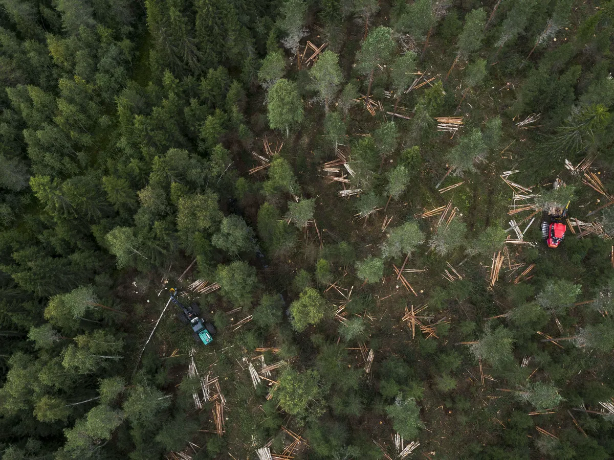 Onko EU:n metsälinjaus Suomelle fataali, murentuvatko ilmastotavoitteet?  Näin asiantuntija tulkitsee kohuratkaisua | Uusi Suomi