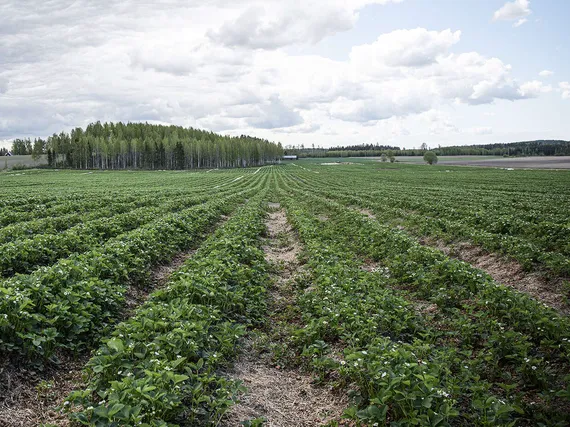 Maatalous selvisi kevään pahimmasta kauhuskenaariosta, mutta kaikkien  tarvittavien kausityöläisten saaminen Suomeen ei ole vielä taattua |  Kauppalehti