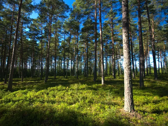Suomen metsäkeskus: Kotimaisen metsähakkeen kysyntä on nyt kasvussa –  Sopivaa pienpuuta löytyisi jopa 460 000 hehtaarin alalta | Tekniikka&Talous