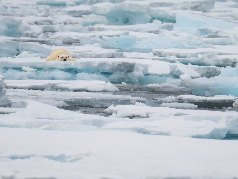 Jääkarhu yritti asettua levolle Grönlannin itärannikolla heinäkuussa. Meriin valuvat kemikaalit vaikuttavat tämänkin arktisen lajin elämään.