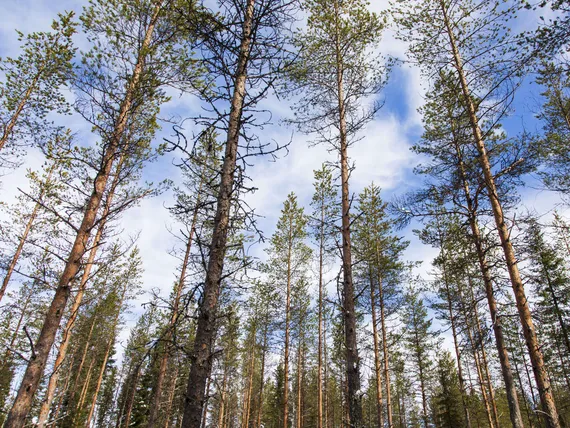 Suomen metsien hiilinielu romahti viime vuonna rajusti – hiilineutraalius  vaatii nieluja joko metsästä tai muualta | Kauppalehti