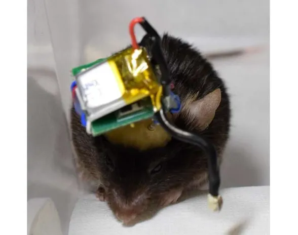 Tällaisella laitteella japanilaisinsinöörit lukivat hiiren aivojen tapahtumia ja lähettivät signaalin langattomasti eteenpäin. Kuvan hiiri liittyy tapaukseen.