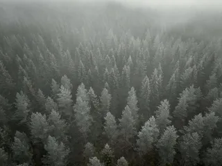 53 ­prosenttia Suomen metsistä sijaitsee ­yksityisillä mailla. Hiilinielujen kannalta nämäkin metsät ovat olennaisen tärkeitä.