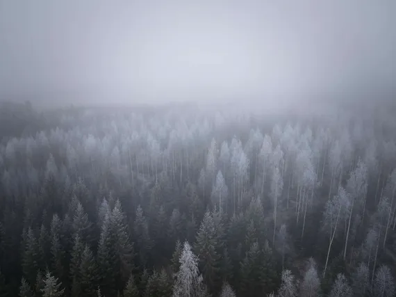 Metsien valvontalaki kaatui EU-parlamentissa – Nyt myllätään kiisteltyä metsäkatoasetusta