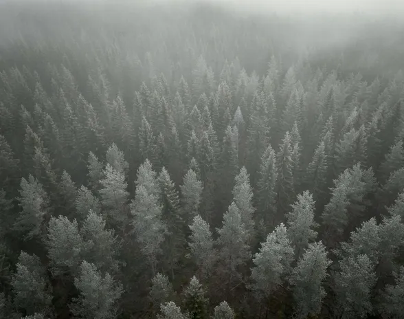 53 ­prosenttia Suomen metsistä sijaitsee ­yksityisillä mailla. Hiilinielujen kannalta nämäkin metsät ovat olennaisen tärkeitä.