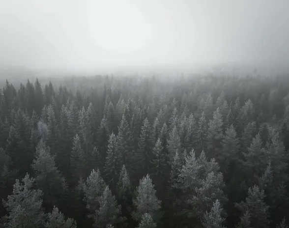 Metsä on edelleen hiilinielu, mutta aiempaa pienempi.