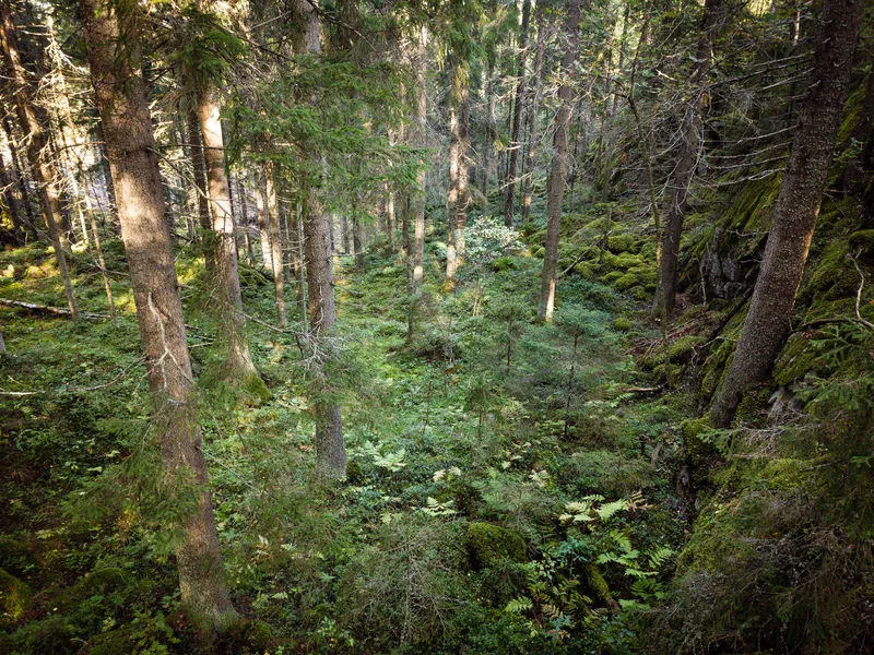 Suomi vanhenee ja suomalaisten metsien omistajat vanhenevat – Lähes puolet  yksityisten metsien omistajista on eläkeläisiä ja he omistavat 41  prosenttia yksityisistä metsistä | Talouselämä