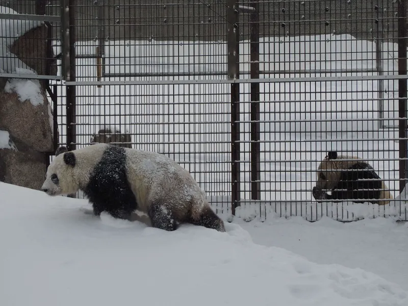 Ähtärin eläinpuisto valmistelee isopandojen Lumin ja Pyryn palauttamista niiden kotimaahan Kiinaan. Lopullinen päätös palautuksesta voi syntyä helmikuun lopussa.