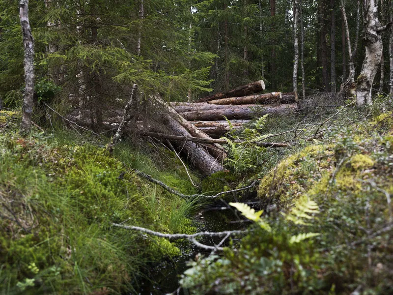 Stora Enso ja Tornator ennallistavat suoalueita Itä- ja Etelä-Suomessa. Stora Enso kaatoi puut suolta, ja Tornator padoitti entiset kuivausojat käyttäen kaadettuja puita patojen tekemiseen.
