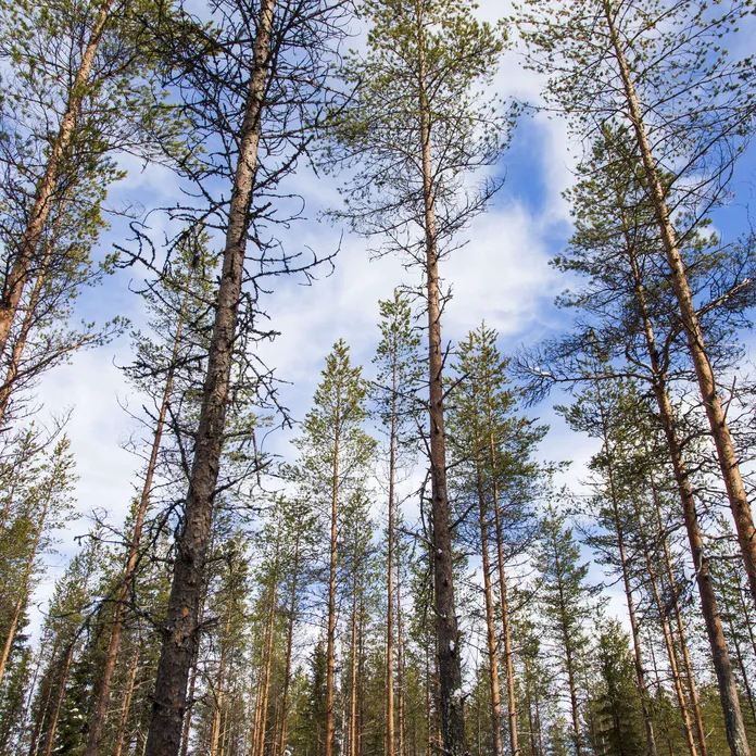 Hiilineutraalius vaatii Suomelta lisää nieluja joko metsästä tai muualta – hiilinielu romahti viime vuonna rajusti | Tekniikka&Talous