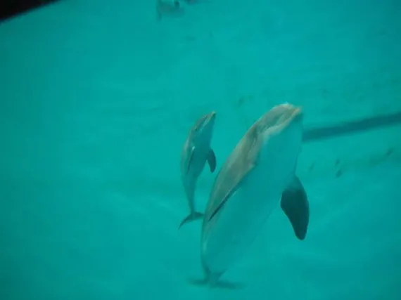 Särkänniemeltä vihdoin tiedote: ”Päätös on delfiinien kannalta paras  mahdollinen” | Uusi Suomi