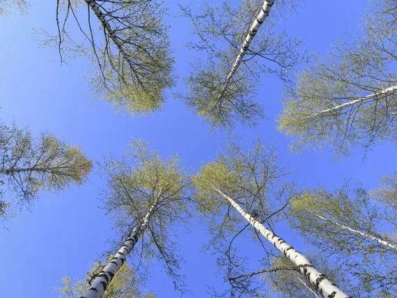 ”Jo ensimmäinen ajatus on virheellinen” – Moni hoitaa siitepölyallergiaansa aivan väärin, sanoo asiantuntija ja antaa selvät ohjeet