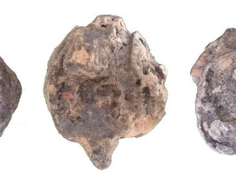The biologists who discovered this phenomenon noticed that these were not rocks after all.