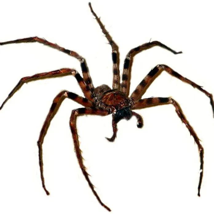Tämä jättimäinen hämähäkki löytyi ”kadonneesta maailmasta” | Uusi Suomi
