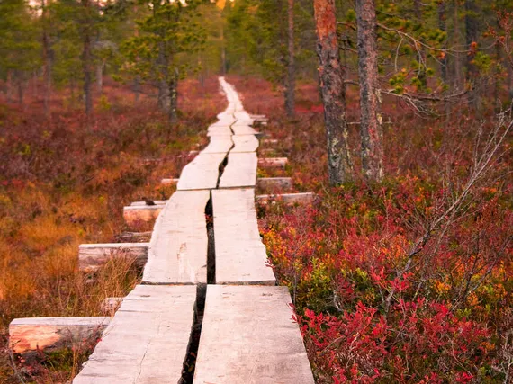 Ruska normaalia värittömämpi - tässä syy | Uusi Suomi