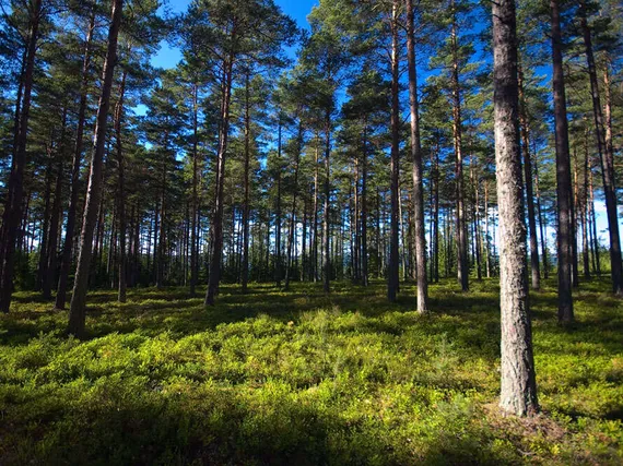 Suomen metsät tuholaisten hampaissa | Uusi Suomi