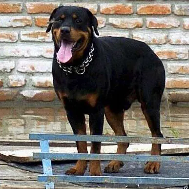 Miksi rottweiler tappoi? | Uusi Suomi