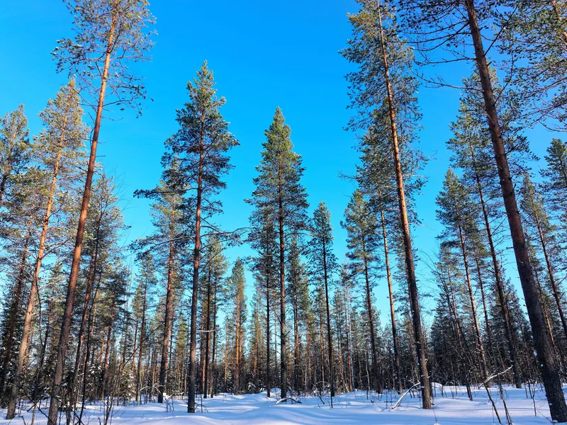 Suomen metsien hiilinielu pieneni – samalla kutistui nielun vertailutaso |  Talouselämä