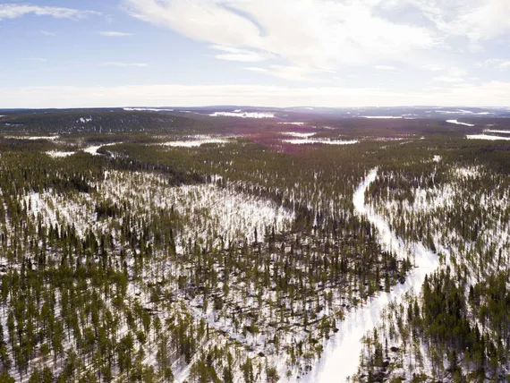 Paperikoneet kylmenevät, miten käy suosittujen metsärahastojen?  Varainhoitaja: ”Vaikea nähdä, että yhden tehtaan sulkeminen vielä  vaikuttaisi merkittävästi” | Uusi Suomi