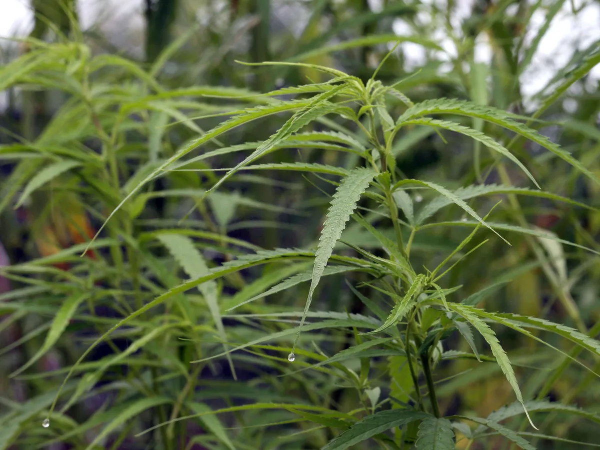 Canopy Growthin kurimus jatkuu - osake rumassa laskussa yhtiön raportoitua  pahasta tappiosta | Kauppalehti